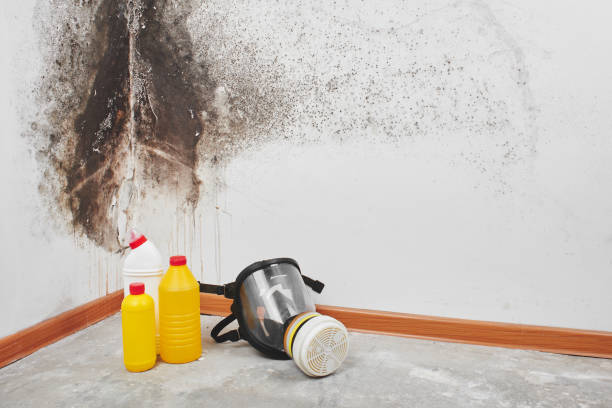 Best Attic Mold Remediation in Southside Place, TX