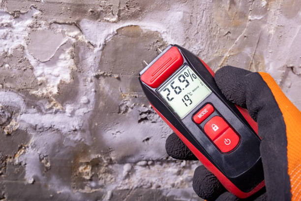 Best White Mold Remediation in Southside Place, TX