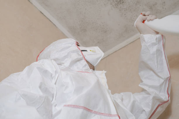 Best Basement Mold Remediation in Southside Place, TX