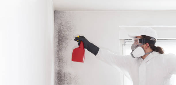 Best Residential Mold Remediation in Southside Place, TX