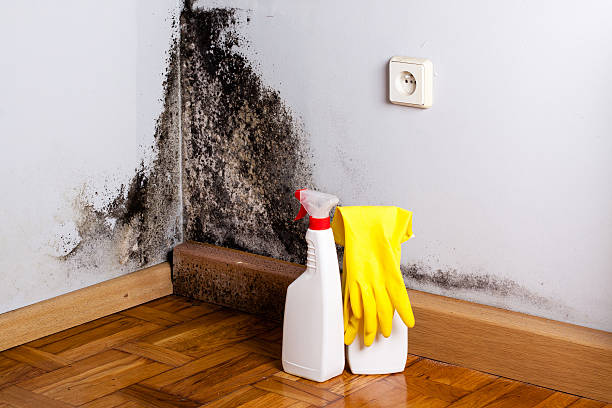 Best Crawl Space Mold Remediation in Southside Place, TX