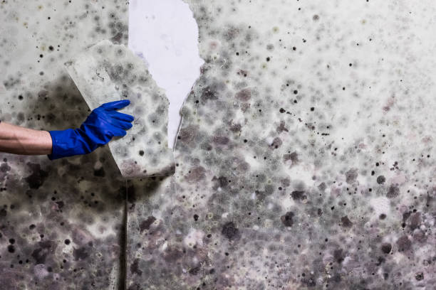 Best Mold Testing and Inspection Services in Southside Place, TX