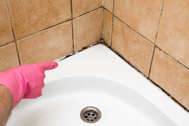 Professional Mold Remediation in Southside Place, TX
